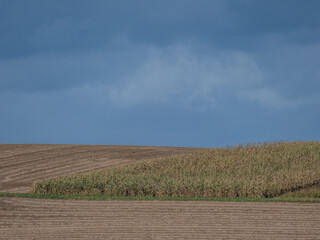 Poster - Maisfeld kurz vor der Ernte im Herbst