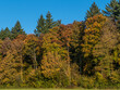 Herbstlich gefärbtes Laub im Mischwald