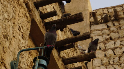 Wall Mural - Pigeons of Souq Waqif in Doha, Qatar