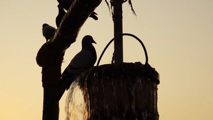 Wall Mural - Pigeons of Souq Waqif in Doha, Qatar