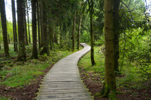 In The Black Moor With A New Wooden Path