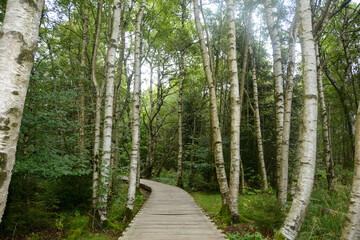 birch trees in the black moor with a new wooden path