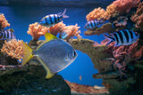Fototapeta  - Bogactwo podwodnej fauny i flory. Podwodne życie w rafie koralowej ryb i korali.