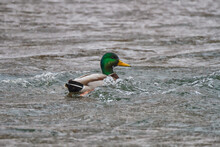 Male Mallard Swimming In Rapids On A River In Winter 
