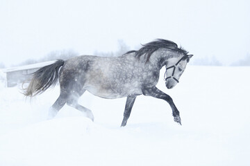 Wall Mural - horse in snow