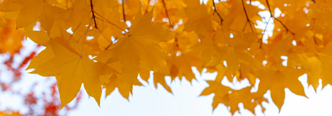 Wall Mural - red and yellow maple background image. autumn leaves on a background