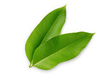 Fototapeta Koty - Green leaf isolated on white