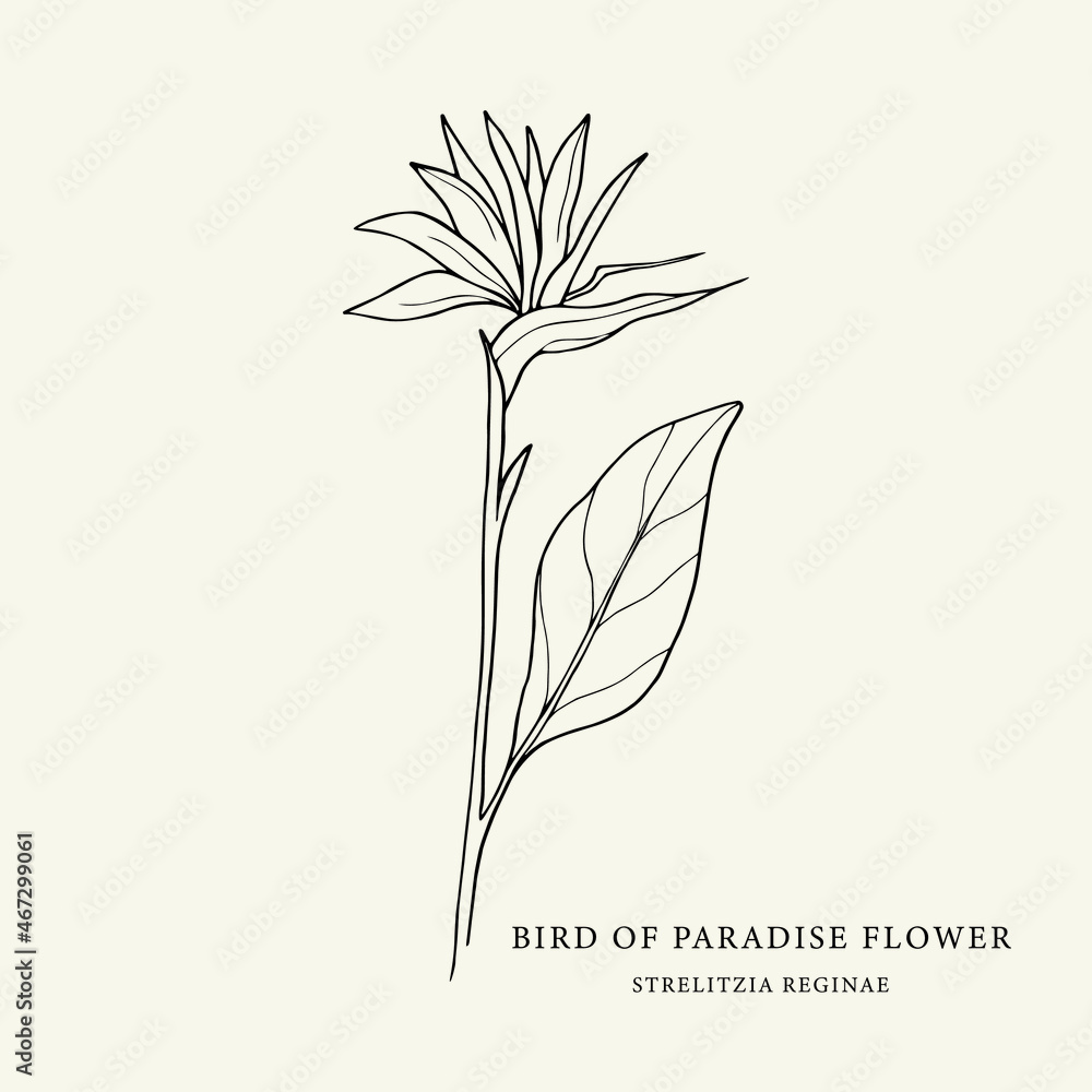 Hand drawn strelitzia. Line art bird of paradise flower illustration.  Native South African plant. Stock Vector | Adobe Stock