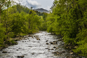 Wall Mural - Scenic view of a river surrounded by lush trees and nature