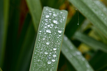 Wall Mural - Raindrops on a green wide leaf.