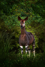 Okapi, Okapia Johnstoni, Brown Rare Forest Giraffe, In The Dark Green Forest Habitat. Big Animal In Natiopnal Park In Congo, Africa. Okapi, Wildlife Nature. Travelling In Africa.