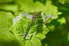 Cordulegaster Boltonii, Golden-ringed Dragonfly, Largest Dragonflies Sitting On The Green Leaves In The Nature, Wildlife. Sunny Day In The Forest With Dragonfly. Cordulegaster Boltonii In The Habitat.
