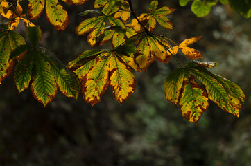 Closeup of autumn-color leaves in Park in autumn season. Shot in Retiro Park, Madrid, Spain