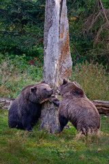 two bears met in the forest. russia wildlife. brown bear walking in forest, morning light. dangerous