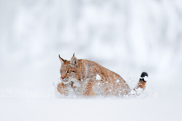 Fototapete - Lynx, snow hunter. Wild cat in the winter habitat, Germany.