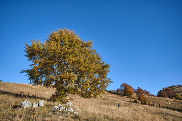 Wall Mural - Albero sul monte Millifret nel Cansiglio