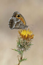 The Southern Gatekeeper,  Pyronia Cecilia On The Yellow - Star Thistle