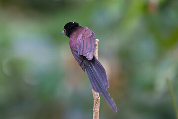 Poster - Flycatchers of Thailaand