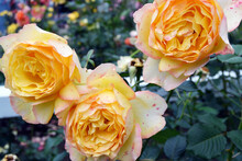 Preciosas Rosas Amarillas En Un Jardín En Verano