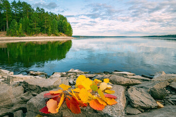 Wall Mural - autumn landscape, bright colorful leaves on the rocky riverbank.