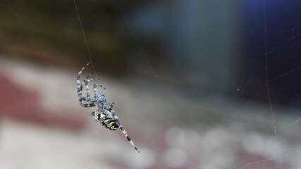 The dark colored Brown Sailor Spider (Neoscona nautica) on its web. Side view. 4K UHD video footage 3840X2160.
