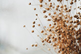 Fototapeta Boho - Bunch of dried flax close-up view. Sadness, autumn melancholy, depression concept.