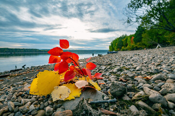 Wall Mural - autumn landscape, bright colorful leaves on the rocky riverbank.