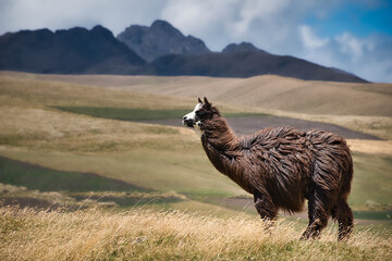 Wall Mural - Llama on meadow in the Ecuadorian Andes