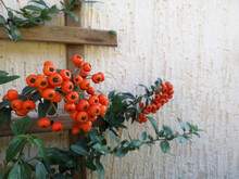 Pyracantha Berries For The Garden And Vegetable Garden