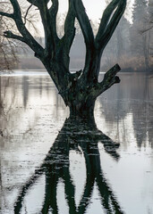 Wall Mural - reflection of dry and withered wood on the surface of calm water