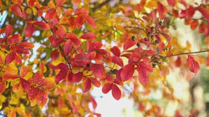 Wall Mural - Closeup photo of red autumn leaf 9