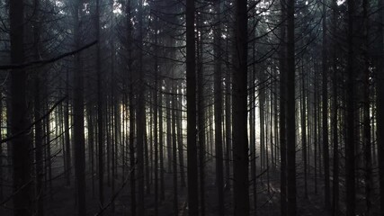 Wall Mural - Silhouette of a coniferous forest with beautiful backlight and sun rays through fog, Aerial downwards