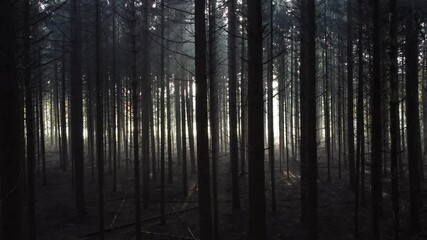 Wall Mural - Silhouette of a coniferous forest with beautiful backlight and sun rays through fog, Aerial downwards