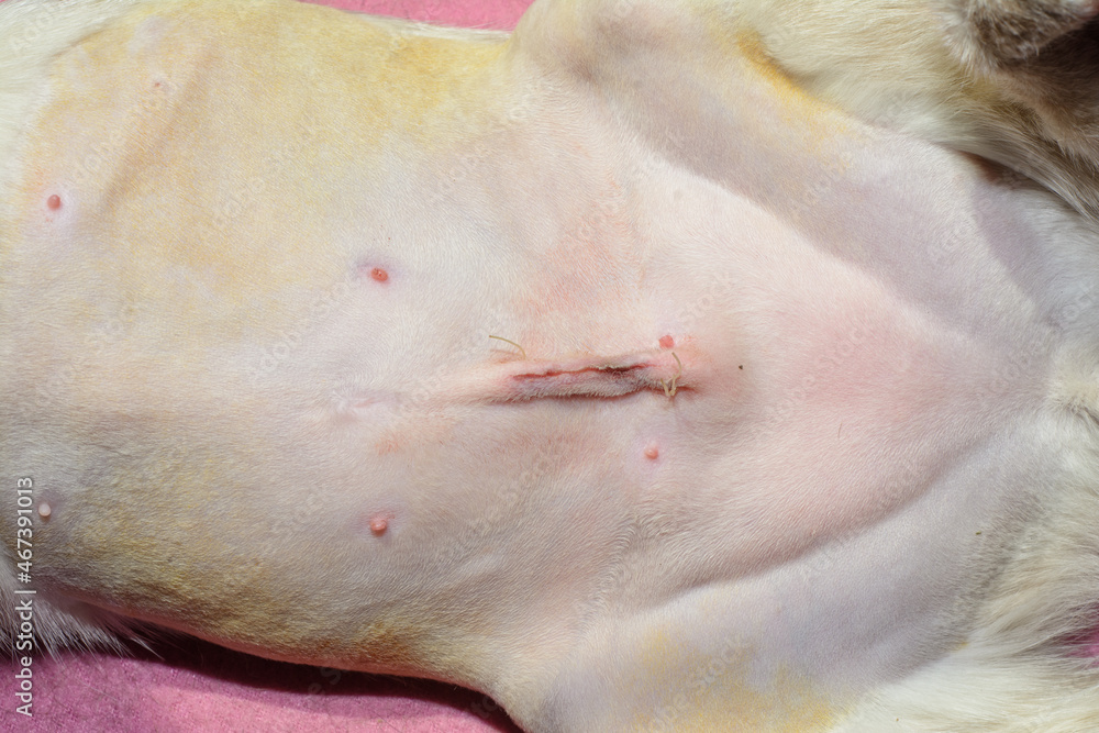 View of a young female cat's shaved belly with spay surgery stitches ...