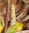 Young Monarch butterfly caterpillar in process of shedding its skin and transforming into next instar; with its faceplate already loose and transparent
