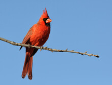 Brilliant Red Male Northern Cardinal Sitting On An Oak Branch, With Clear Blue Sky Background; With Copy Space