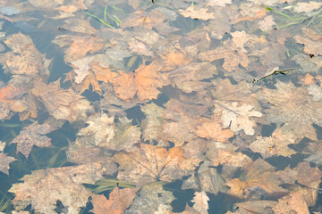 brown fading autumn leaves pattern on the mirror water surface outdoors