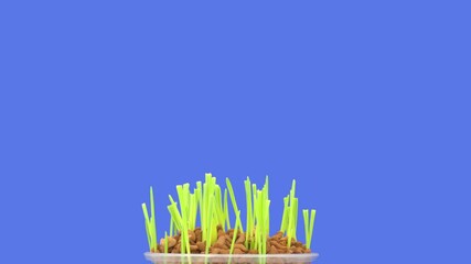 Poster - Time lapse of the growth process of green wheat grass for 10 days