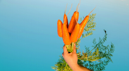 Wall Mural - A bunch of fresh carrots in the hands of a farmer on the background on blue sky. Harvested organic vegetables. Farming and agriculture. Seasonal work. Selective focus