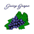 Juicy Grape Fresh Organic Fruits