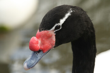 Wall Mural - A head shot of a Black-necked Swan, Cygnus melancoryphus, at Slimbridge wetland wildlife reserve.