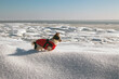 Chihuahua mit Wintergeschirr im Schnee auf der Insel Rügeb