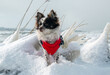 Chihuahua mit Wintergeschirr im Schnee auf der Insel Rügeb