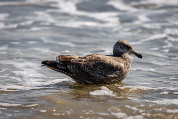 Canvas Print - Seagull on a seaside in Beach 67 Rockaway in New York, USA