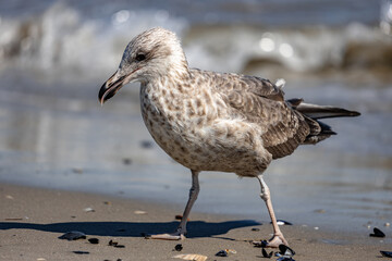 Wall Mural - Seagull on a seaside in Beach 67 Rockaway in New York, USA