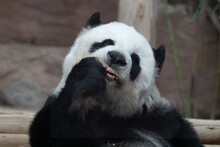 Funny Post Of A Cute Panda , Lin Hui ,  Chiangmai Zoo, Thailand