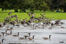 Geese Flying And Landing Together With A Lot Of Water Splashing Into A Lake