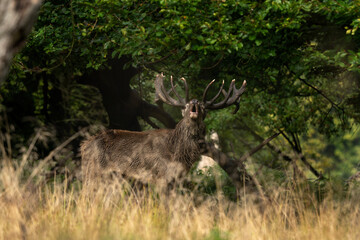 Wall Mural - Male of red deer during rutting season. Deer roaring on the meadow. Autumn time in nature. 