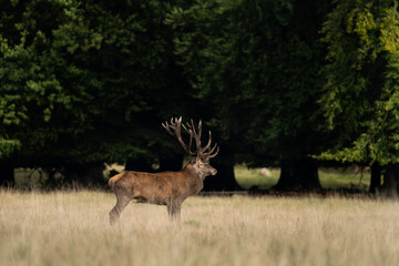 Wall Mural - Male of red deer during rutting season. Deer roaring on the meadow. Autumn time in nature. 