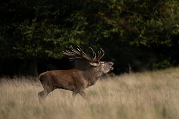 Wall Mural - Male of red deer during rutting season. Deer roaring on the meadow. Autumn time in nature. 